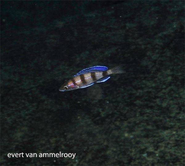 Paracyprichromis sp. 'ammelrooyi' Mahale Mountains NP